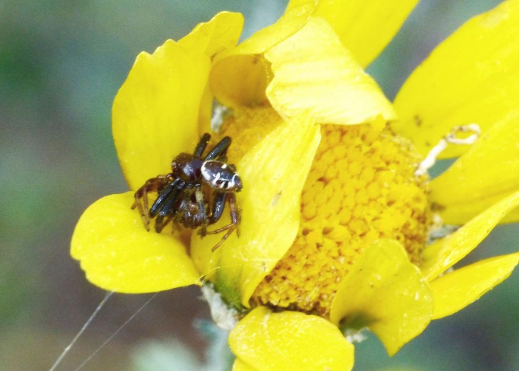 Synema globosum: accoppiamento